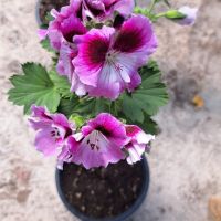 Кралско Мушкато, снимка 3 - Градински цветя и растения - 45430186