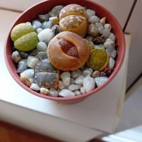 Живи камъчета - Lithops, снимка 8 - Градински цветя и растения - 33193359