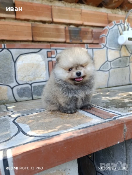 померан момче , снимка 1
