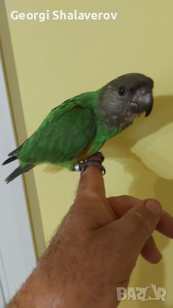 Продавам сенегалски папагал, снимка 1