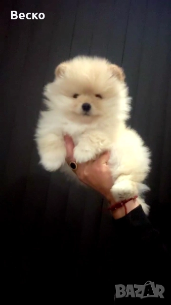 Померан мини мъжко , снимка 1