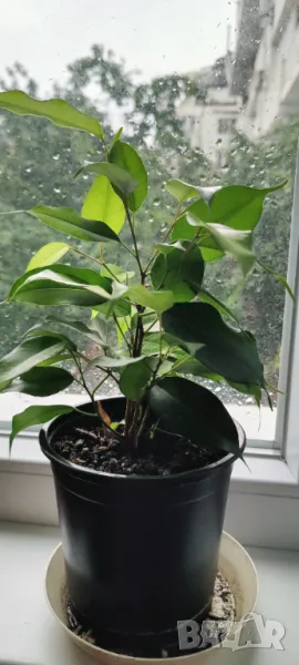 Продавам Бенджамини, височина 30-35 см, снимка 1