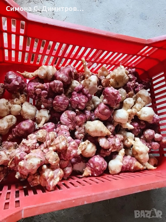 Продавам земна ябълка , снимка 1