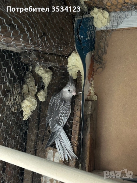 Корели на 1 месец, снимка 1