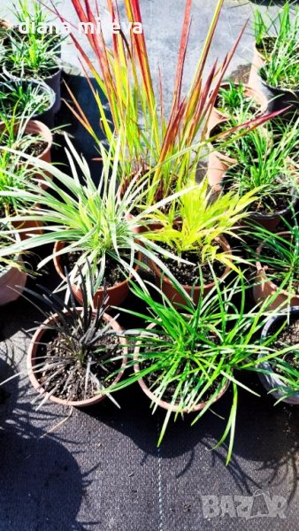 Промо пакет от 5 бр Декоративни треви, снимка 1