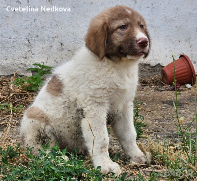 Българско овчарско куче БОК, снимка 1