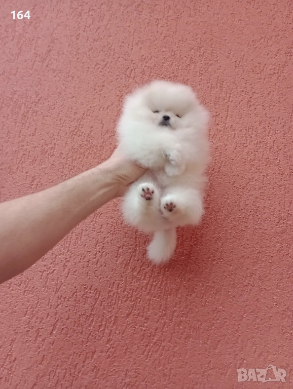 Прекрасно бяло мини женско Померанче. Мини Померан. Реални снимки от 24.01.26 г. , снимка 1