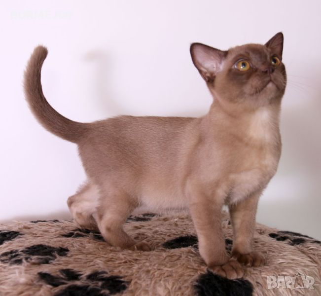 Породисти Бурмански котета от родители шампиони, снимка 1