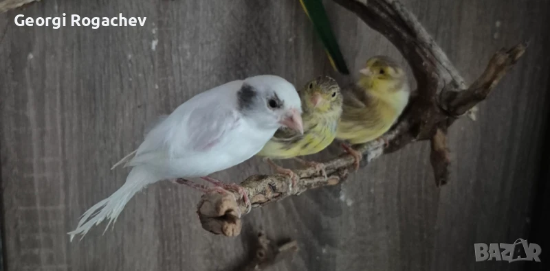 Канарчета , снимка 1