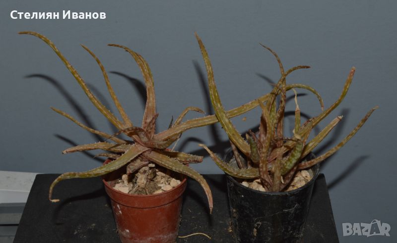 Бейкърово алое (Aloe bakeri), снимка 1