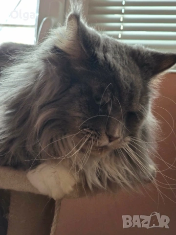 Мъжко котенце от породата Мейн Куун, снимка 6 - Мейн кун - 53637287