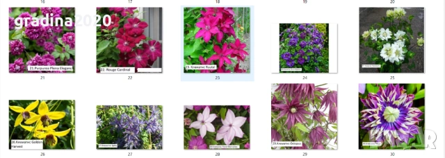 Клематис налични 33 вида, снимка 16 - Разсади - 48740865