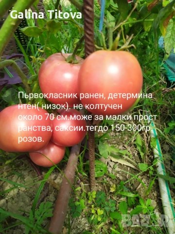 Продавам семена домати 55 сорта, снимка 15 - Сортови семена и луковици - 53097136