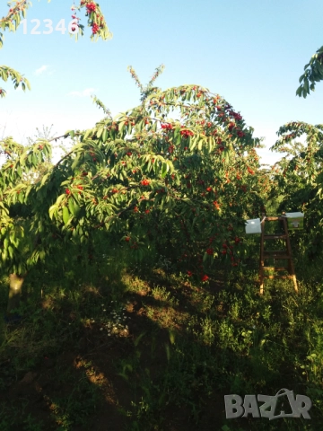 Продава се овощна градина, снимка 5 - Земеделска земя - 52111055