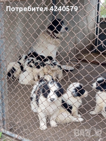 Каракачанки останаха мъжки кутрета, снимка 8 - Каракачанска овчарка - 52105803