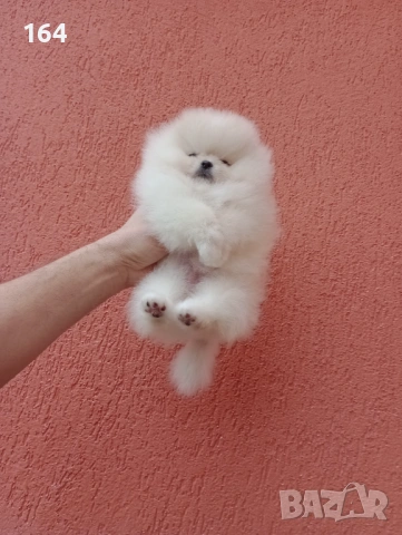 Миниатюрно мини момиченце. Померан. Реални снимки от 24.01.26 г., снимка 5 - Померан - 53209760