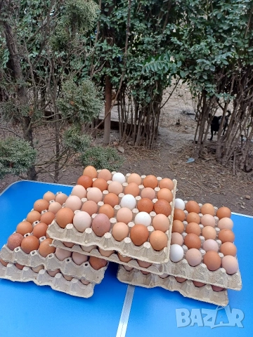 Домашни айца от свободни кокошки , снимка 3 - Домашни продукти - 53560844