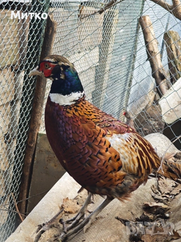 Фазани,токачки,японки