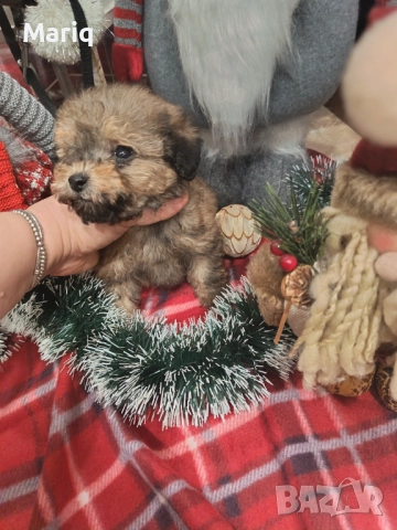 Мини пуделчета момчета, снимка 5 - Пудели - 52683882