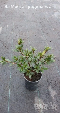 Азалия 3 цвята , снимка 5 - Градински цветя и растения - 53743784