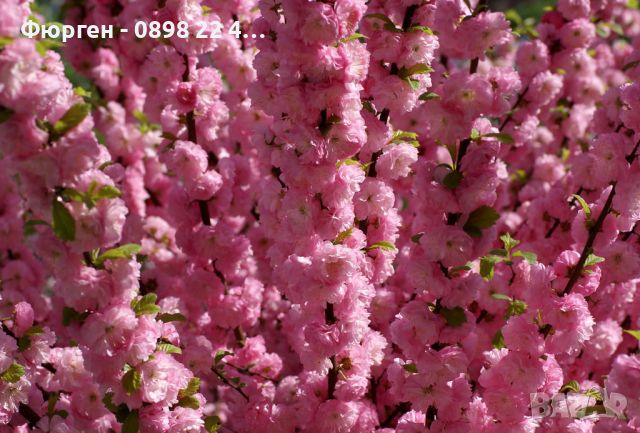 Японска Слива- Prunus triloba Студоустойчива
