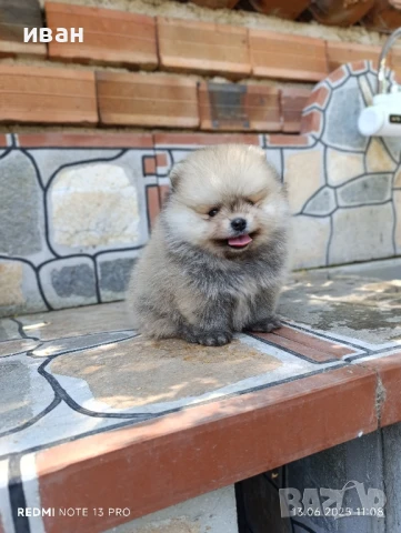 померан момче , снимка 1