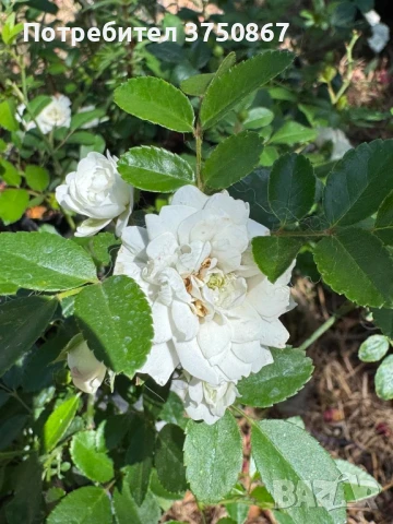 🌹 Нискостъблени рози – красота през цялото лято, снимка 3 - Градински цветя и растения - 51029261