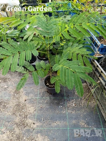 Албиция Копринено дърво 