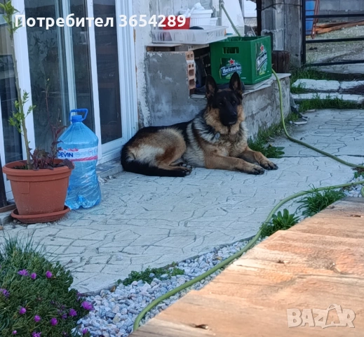 НОК , снимка 8 - Немска овчарка - 53354909