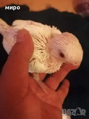 Бебета Малък Александър, ръчно хранени!, снимка 10 - Папагали - 50318040