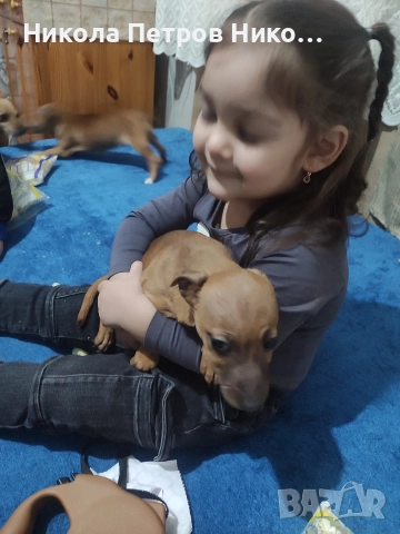 Пинчери , снимка 4 - Пинчер - 52860275