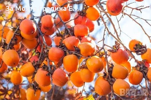 Райска ябълка 4 вида , снимка 2 - Градински цветя и растения - 53620414