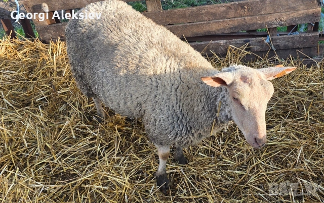 20 броя млади овце от месодайни породи, снимка 4 - Овце - 53854265