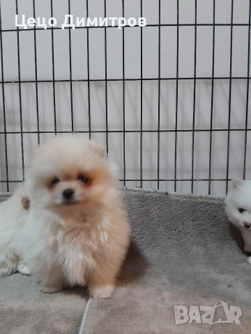 померанчета , снимка 5 - Померан - 52590550