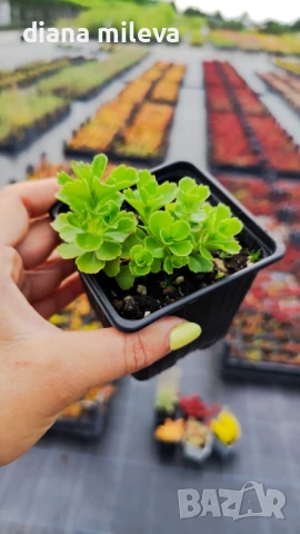 Камчатски седум, Sedum kamtschaticum, снимка 6 - Градински цветя и растения - 51146500