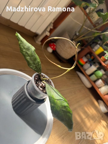 Hoya Finlaysonii sukirin