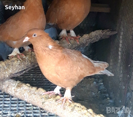 Гълъби , снимка 4 - Гълъби - 53102034