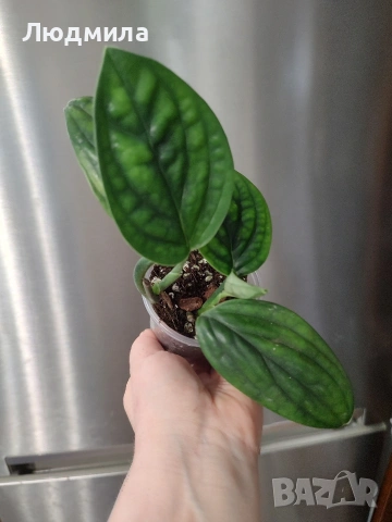 Епипремнум Марбел Планет