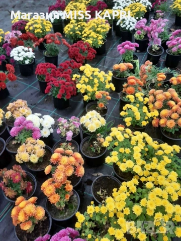 Промопакет хризантеми, снимка 2 - Градински цветя и растения - 52362807