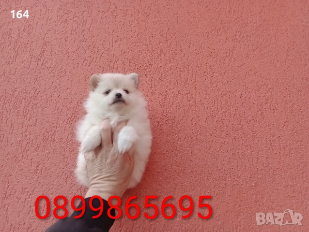 Женски Померан. Реални снимки от 18.02.26 г.