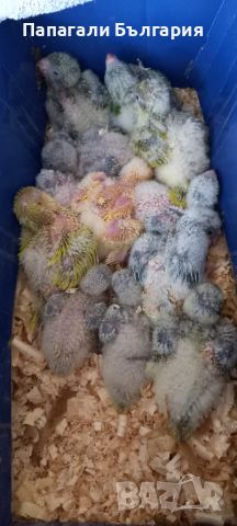 Монашески папагал Ръчно хранени бебета за дохранване или самостоятелни !, снимка 4 - Папагали - 45794719