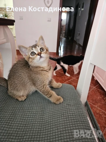 Британски котета