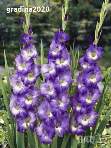 🌸 Луковици Гладиоли (Gladiolus), снимка 13 - Разсади - 53145180