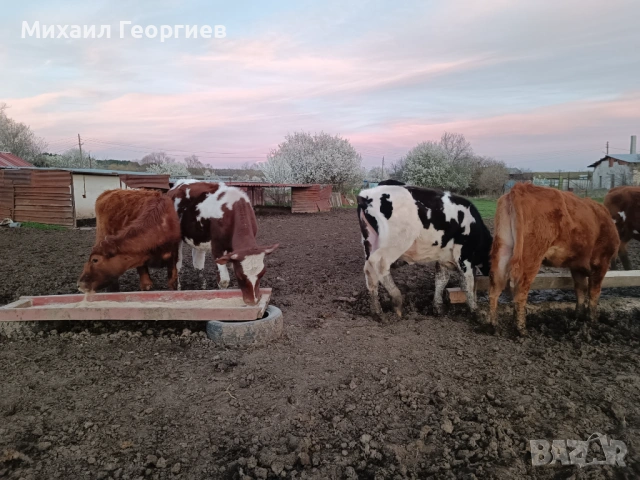 Продавам телета 