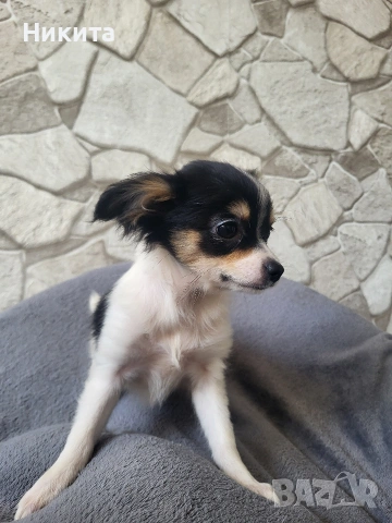 чихупинчер, снимка 3 - Пинчер - 53755034