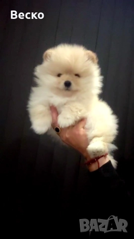 Померан мини мъжко , снимка 1