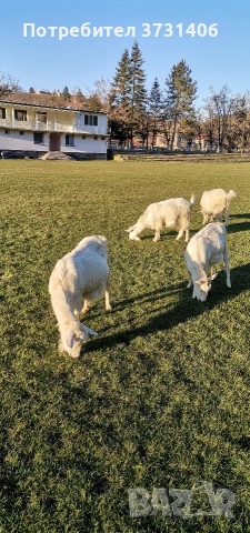 Продавам 4 броя заплодени кози , снимка 2 - Кози - 53841860