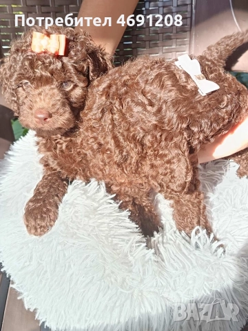 Пудел мини шоколад, снимка 11 - Пудели - 52889210
