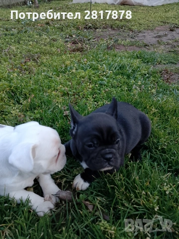 френски булдочета , снимка 3 - Френски булдог - 53405484