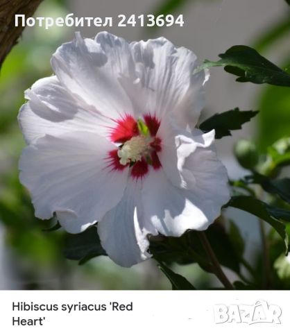 бонсай hibiscus syriacus "Red heart", снимка 4 - Градински цветя и растения - 46568562